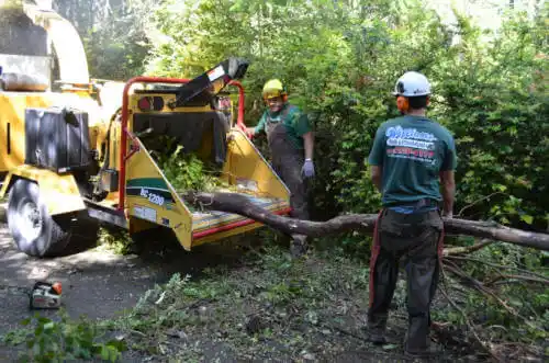 tree services Zolfo Springs